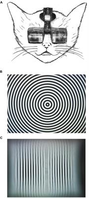 Development and Reorganization of Orientation Representation in the Cat Visual Cortex: Experience-Dependent Synaptic Rewiring in Early Life